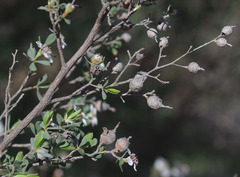 Leptospermum erubescens