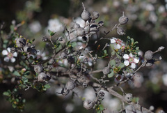 Leptospermum erubescens