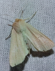 Lepidoptera