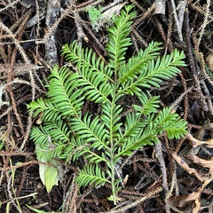 Prumnopitys ferruginea