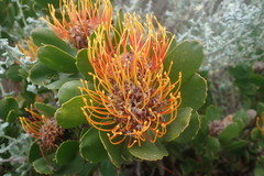 Leucospermum praecox