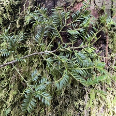 Prumnopitys ferruginea