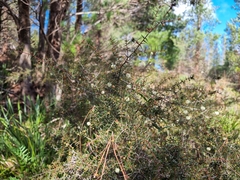 Acacia genistifolia