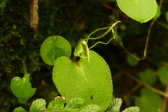 Corybas iridescens