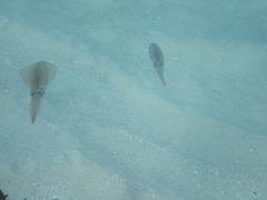 Sepioteuthis australis