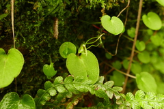 Corybas iridescens
