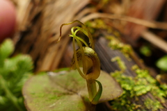 Corybas iridescens