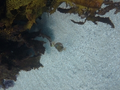 Sepioteuthis australis