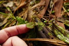 Corybas iridescens