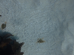 Sepioteuthis australis