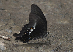 Papilio fuscus