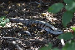 Tiliqua scincoides intermedia