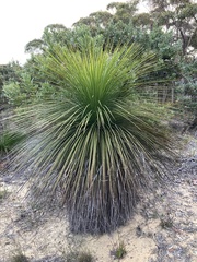 Xanthorrhoea