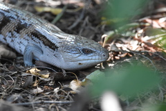 Tiliqua scincoides intermedia