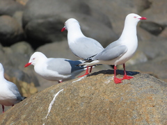 Chroicocephalus novaehollandiae scopulinus