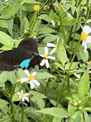 Papilio hermosanus