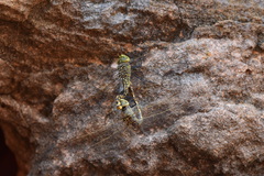 Anax papuensis