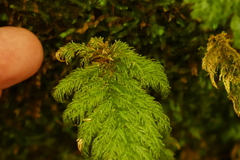 Dendrohypopterygium filiculiforme