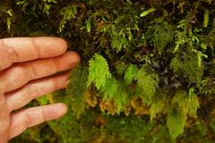 Dendrohypopterygium filiculiforme