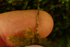 Dendrohypopterygium filiculiforme