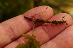 Dendrohypopterygium filiculiforme