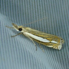 Crambus silvella