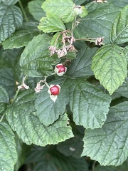 Rubus caesius