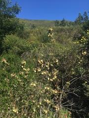 Hermannia hyssopifolia