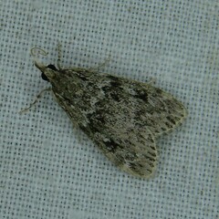 Eudonia truncicolella