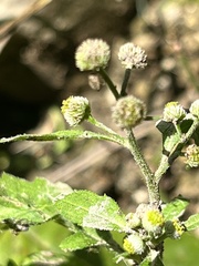Dichrocephala integrifolia