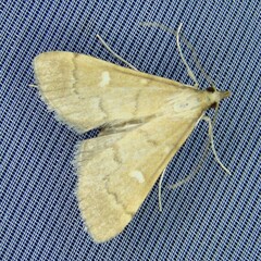 Dolicharthria punctalis