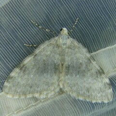 Entephria flavata