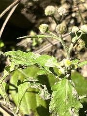 Dichrocephala integrifolia