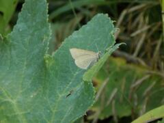 Scotopteryx chenopodiata