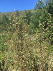 Hermannia hyssopifolia