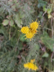 Galatella linosyris