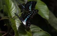 Graphium