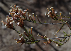 Lysinema pentapetalum