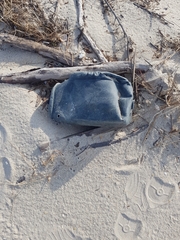 Eurynebria complanata