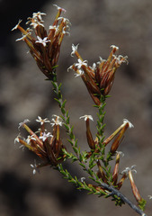 Lysinema pentapetalum