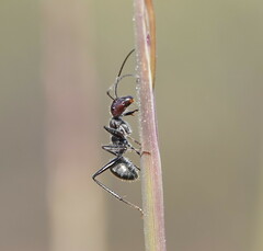 Camponotus suffusus
