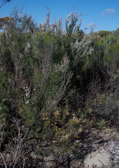 Lysinema pentapetalum