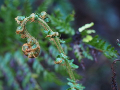 Polystichum proliferum