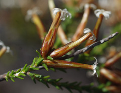 Lysinema pentapetalum