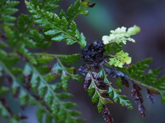 Polystichum proliferum