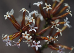 Lysinema pentapetalum