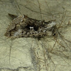 Syngrapha interrogationis