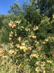 Hermannia hyssopifolia