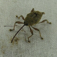Curculio nucum