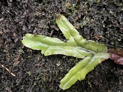 Conocephalum conicum